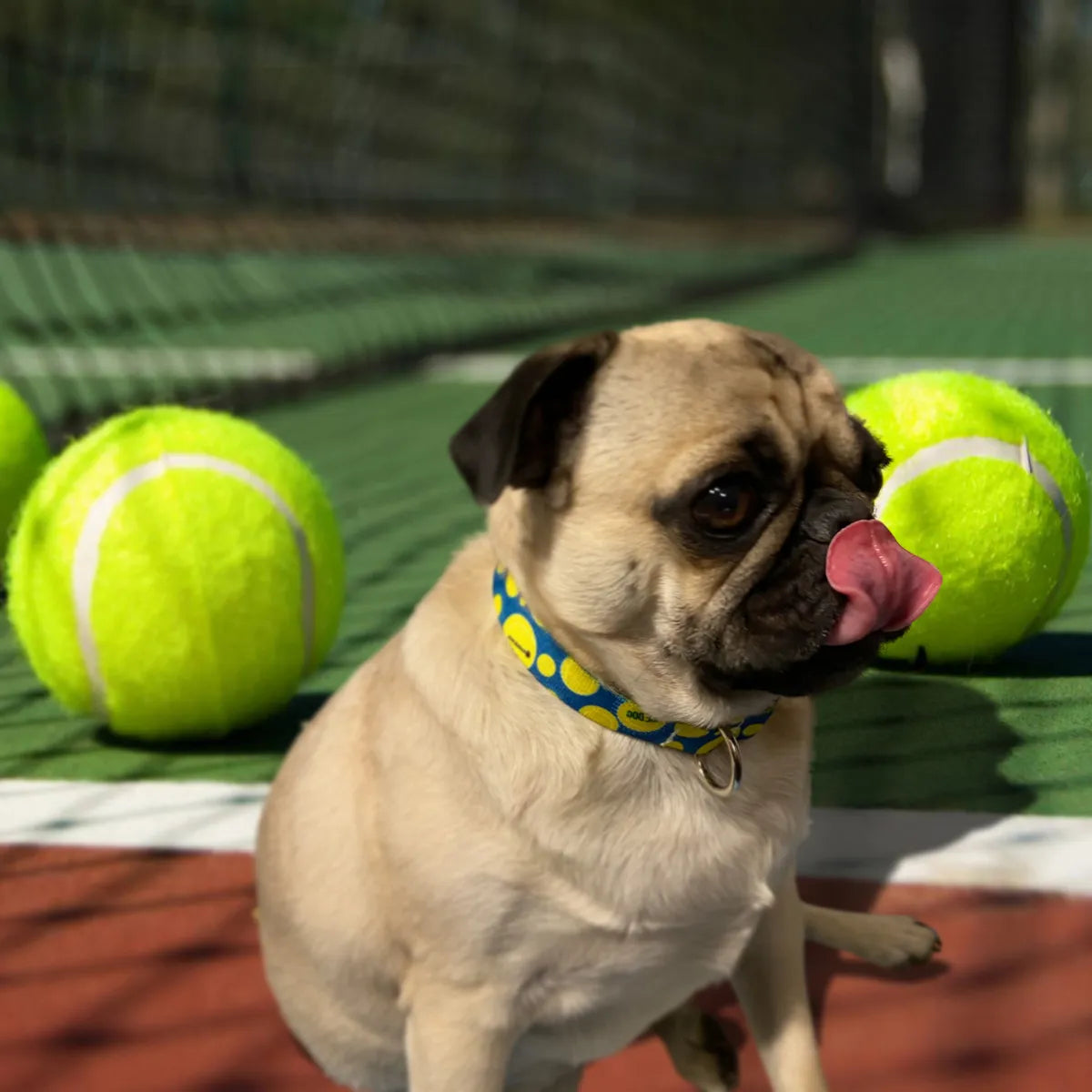 Ace Dog Blue Tennis Collar image 4